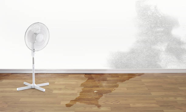 Best Local water damage restoration  in Lely, FL
